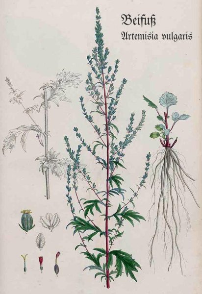 Полынь горькая Фармакогнозия