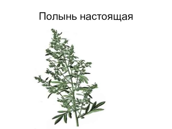 Трава полыни горькой гербарий