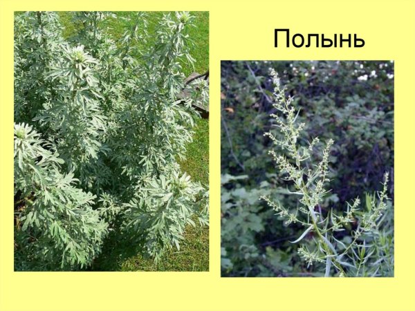 Mugwort – Artemisia vulgaris