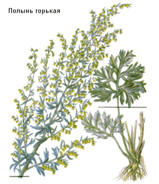 Пллвнь горткая срцветте