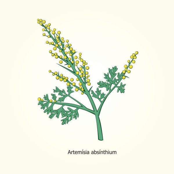 Полынь горькая Ботанический рисунок