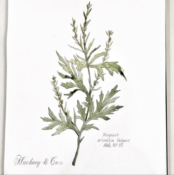Artemisia absinthium рисунок