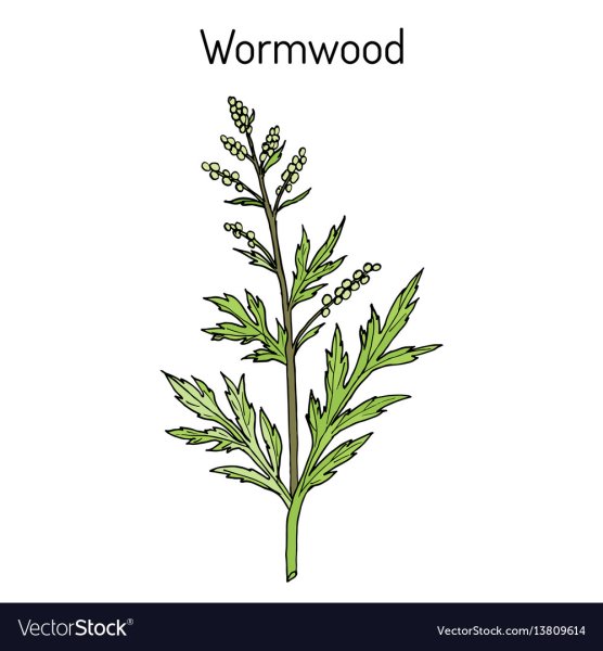 Полынь горькая вектор