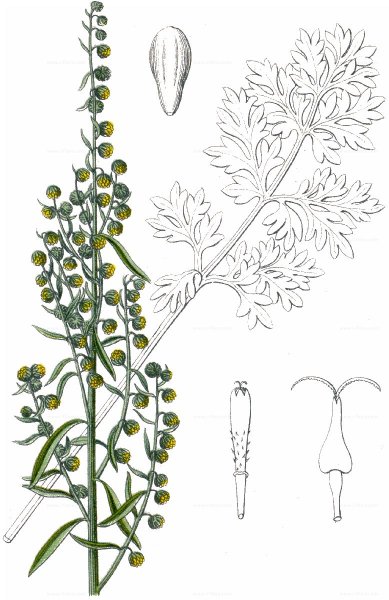 Полынь обыкновенная для раскрашивания