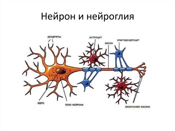 Строение нейрона и глия