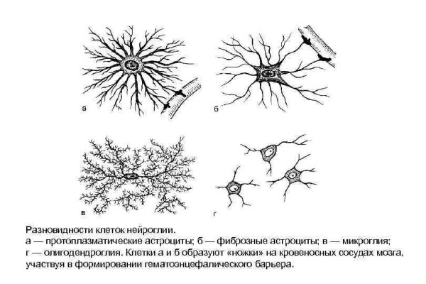 Схема нервная ткань Нейрон нейроглия
