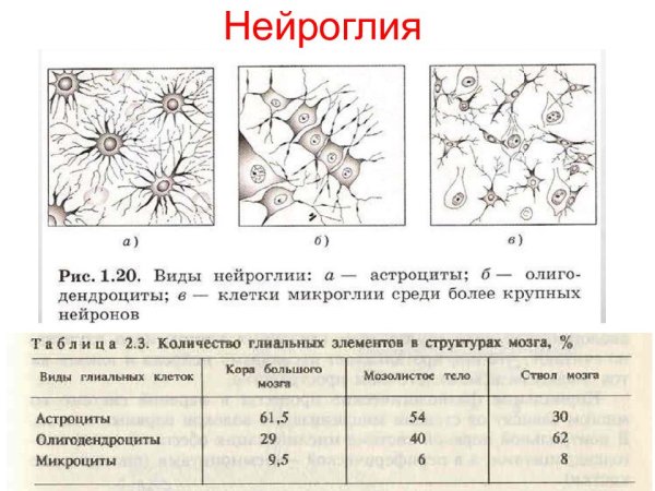 Классификация глиальных клеток схема