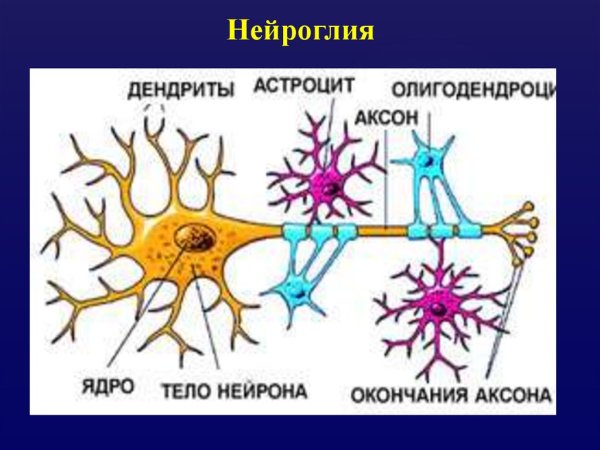 Нейрон и нейроглия строение