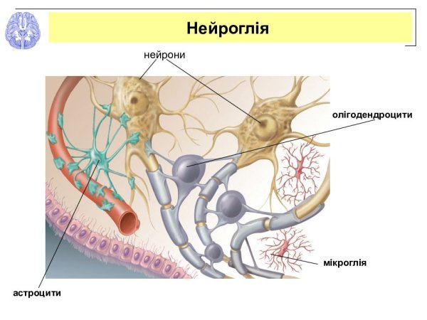 Глия и нейроглия это