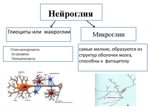 Астроциты глия