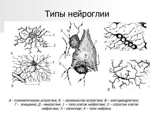 Типы клеток нейроглии