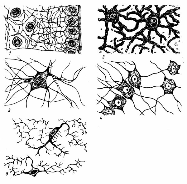 Нервная ткань рисунок глия