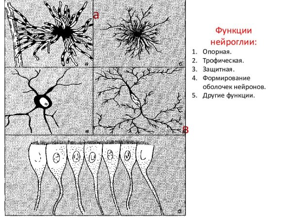 Строение нервной клетки глии