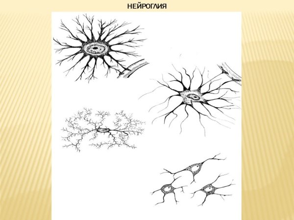 Типы клеток нейроглии на рисунке