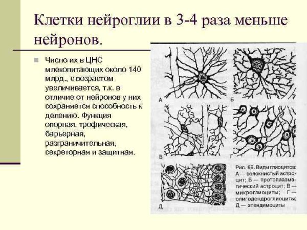 Клетки нейроглии и их функции