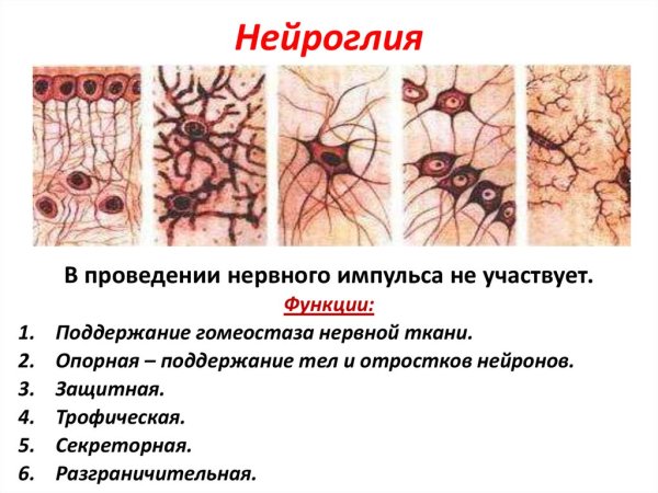 Глиальные клетки нервной ткани