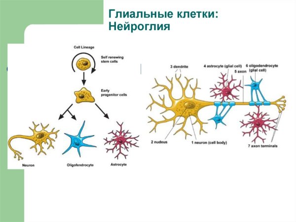 Строение нейроглии гистология