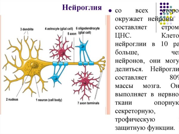 Глиальные клетки строение