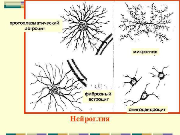 Нейроны и глиальные клетки