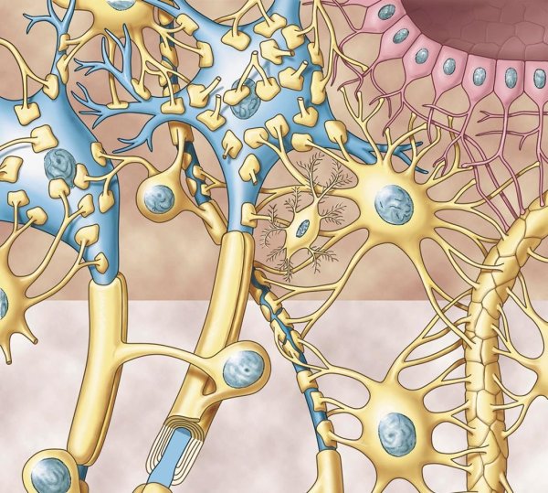 Типы клеток нейроглии на рисунке