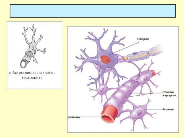Схема нервная ткань Нейрон нейроглия