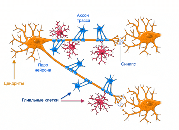 Клетки нейроглии строение
