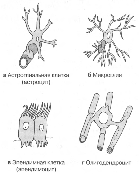 Типы клеток нейроглии