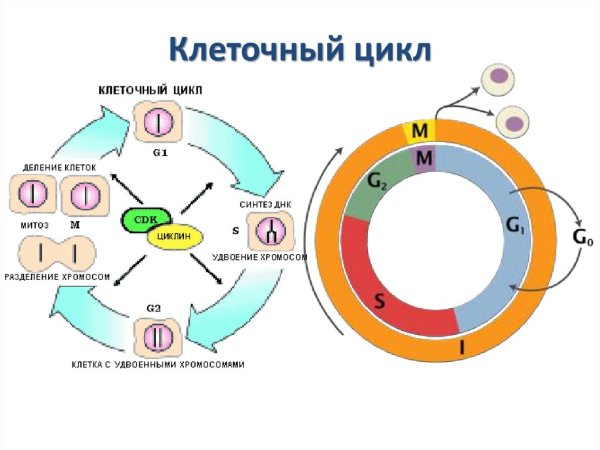 Фазы жизненного цикла клетки по порядку