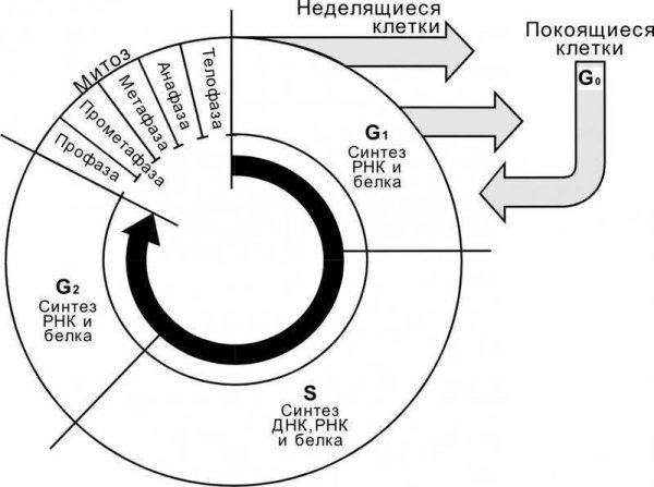 Схема стадий жизненного цикла клетки
