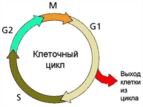 Фазы клеточного цикла схема