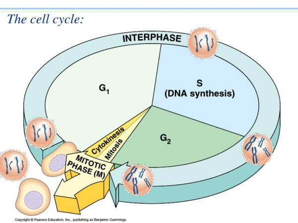 Схема клеточного цикла интерфаза