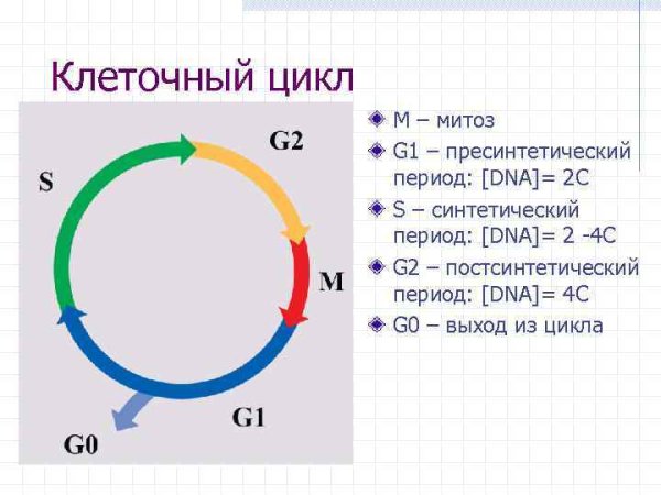 G1 фаза клеточного цикла
