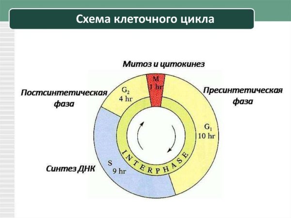 Схема клеточного цикла интерфаза