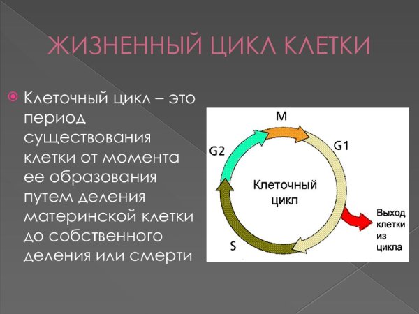 Фазы клеточного цикла рисунок