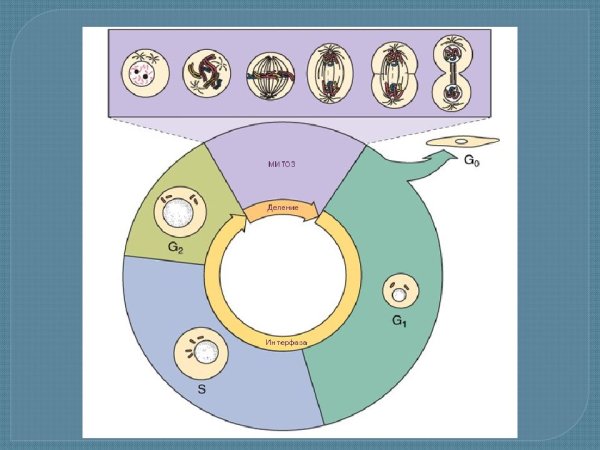 Жизненный цикл клетки схема