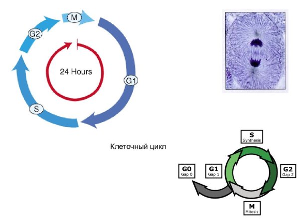 Жизненный цикл клетки митоз схема