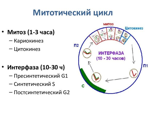 Схема митотического цикла клетки