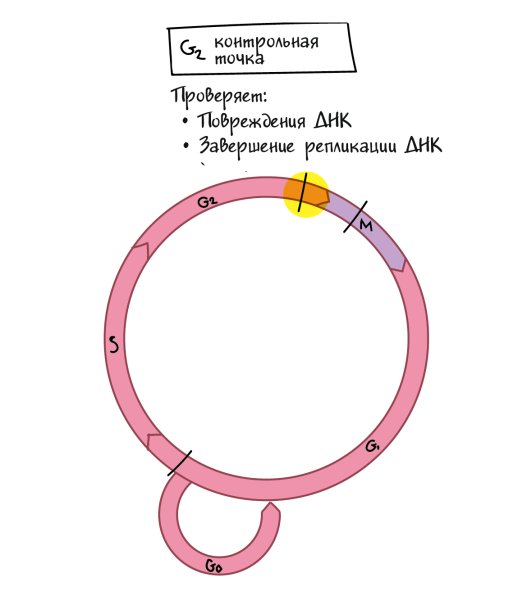 Фазы клеточного цикла митоза