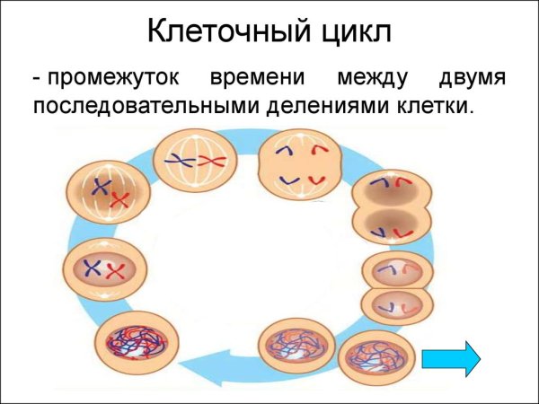 Митотического жизненного цикла клетки