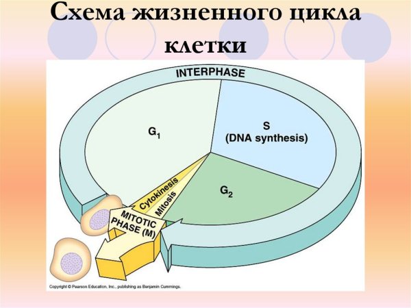 Цикл клетки рисунок