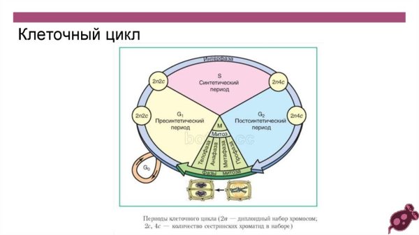 Жизненный цикл клетки митоз схема