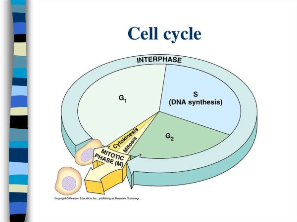 Схема стадии клеточного цикла