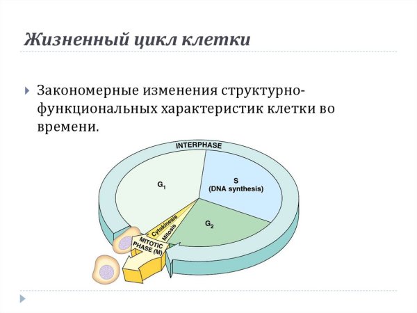 Клеточный цикл, фазы клеточного цикла эукариот.