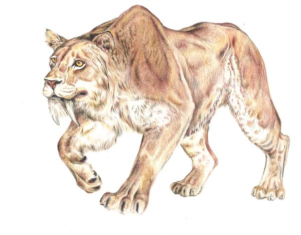 Махайрод Смилодон