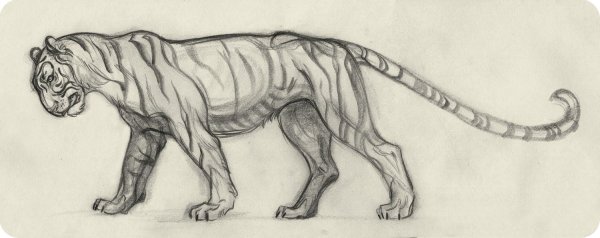 Саблезубый тигр набросок