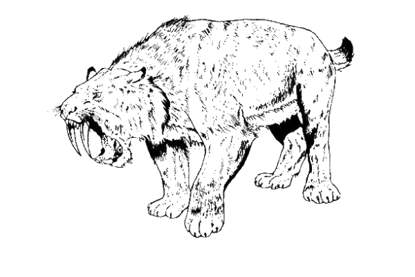 Оскал тигра тату эскиз