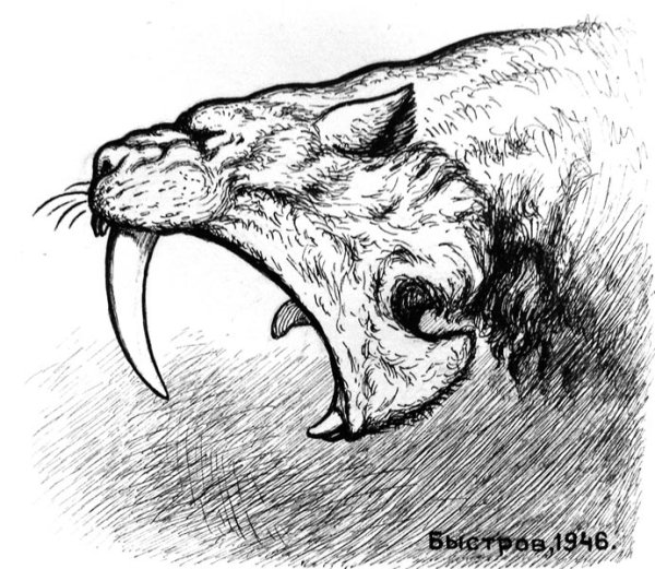 Саблезубый тигр анатомия