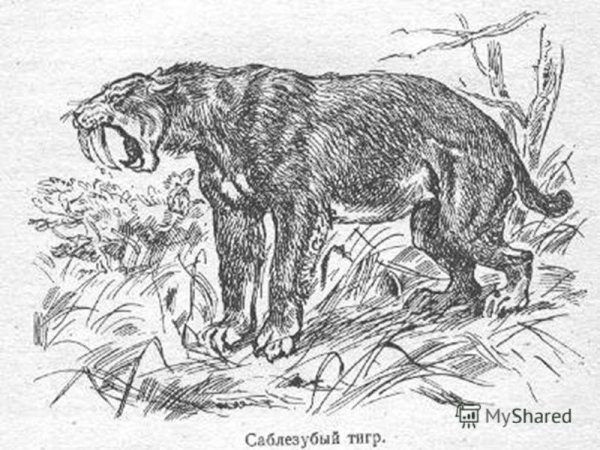 Беронский тигр