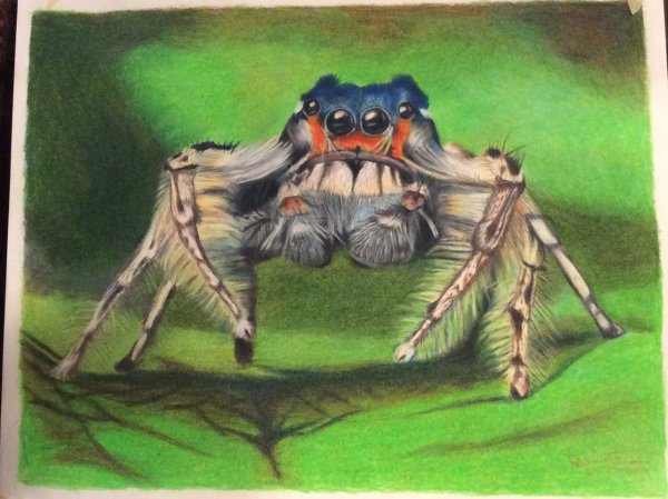 Паук арт