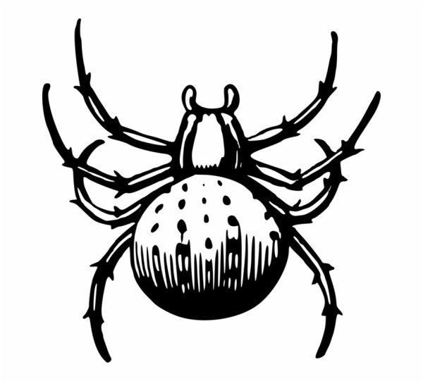 Паучок рисунок для детей